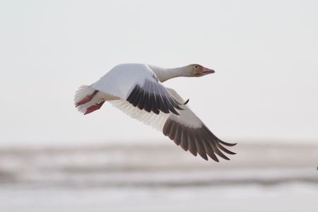 snow goose snow goose