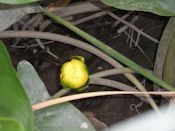 Spatterdock flower Spatterdock flower