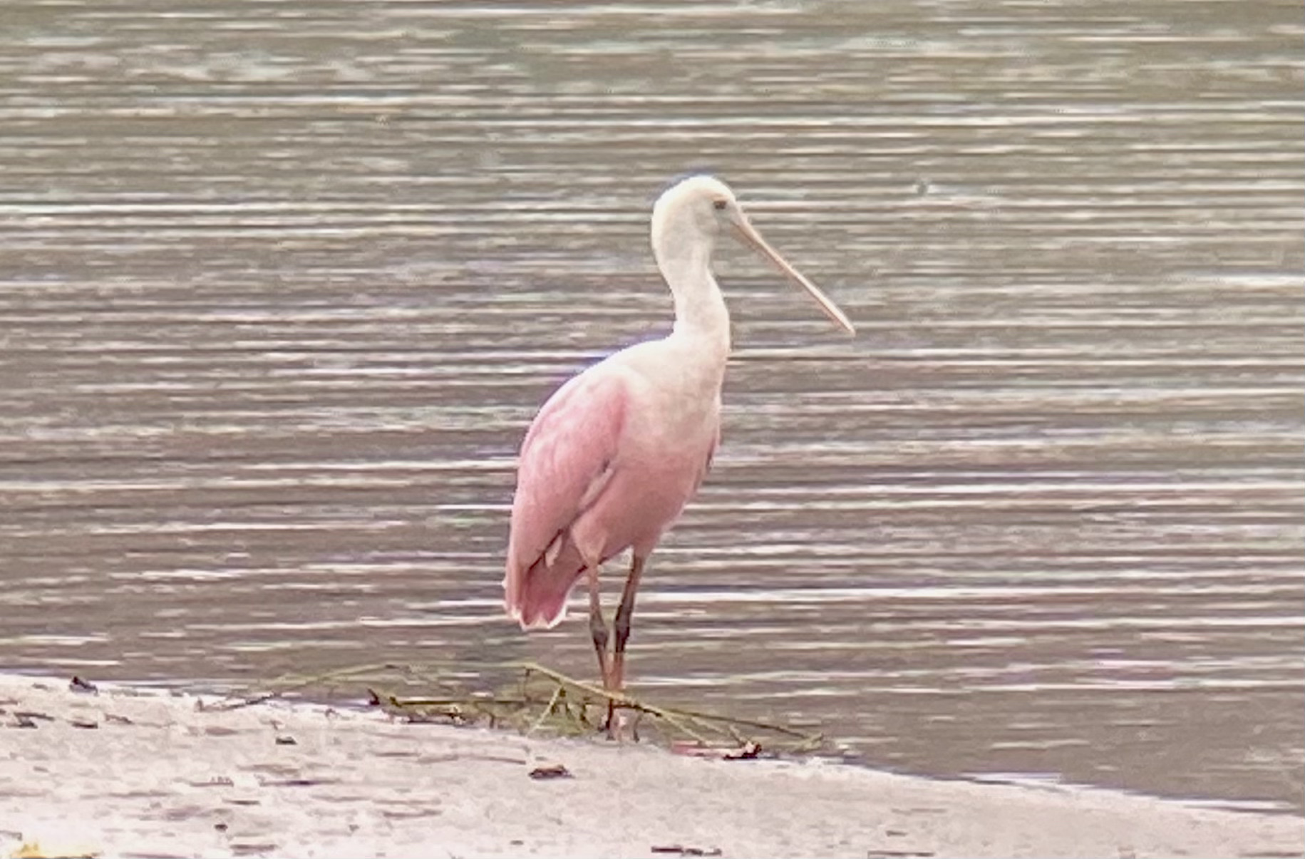 spoonbill ed eder