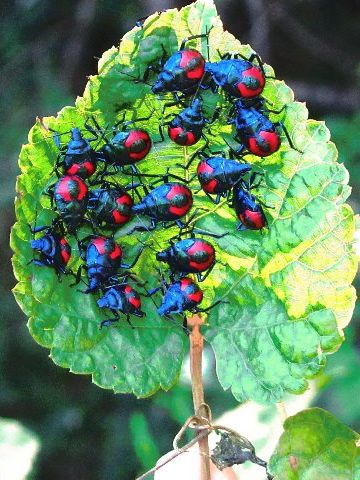 Florida predatory stink bugs