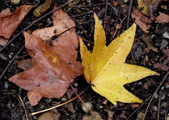 sweetgum leaves 1 GB