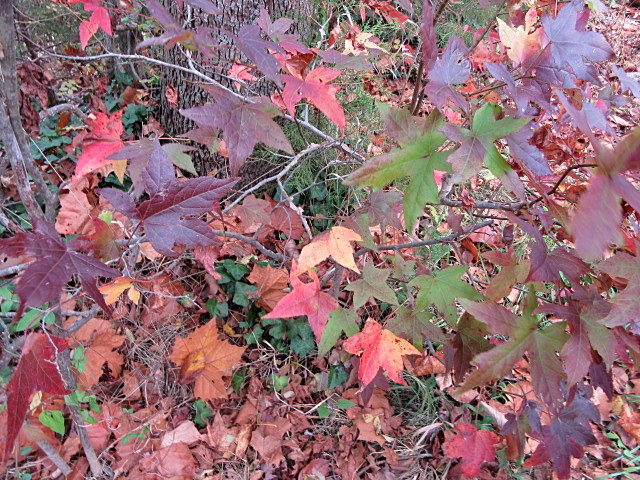 sweetgum leaves 2 GB