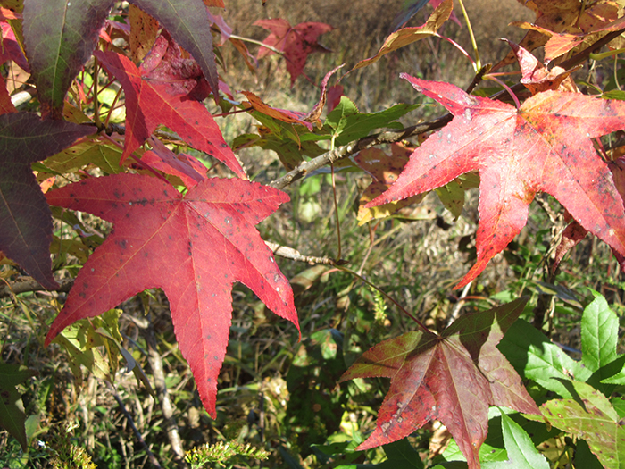 sweetgum tree leaves