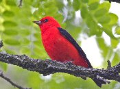 Scarlet tanager