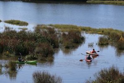 kayaks