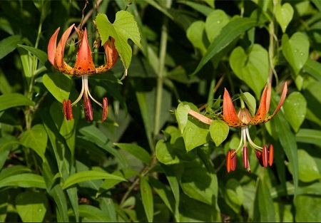 turk's cap lily turk's cap lily