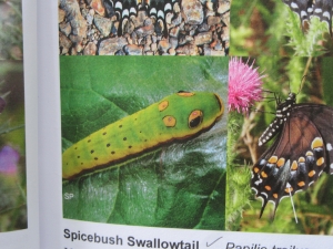 tw spice bush caterpillar