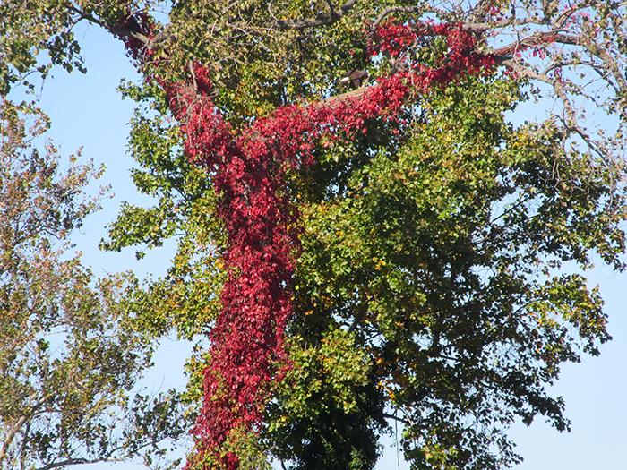 virginia creeper climbing tree