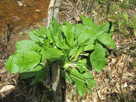 skunk cabbage