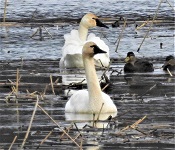 Tundra swan