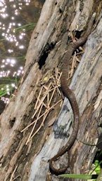 watersnake watersnake