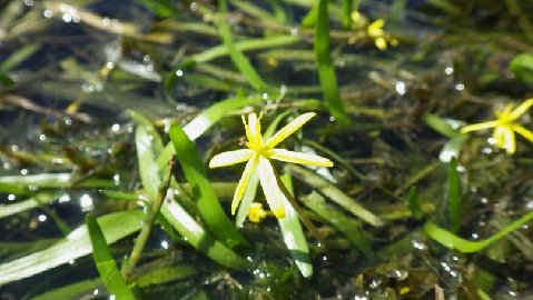 Water stargrass Water stargrass
