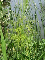 Wild rice